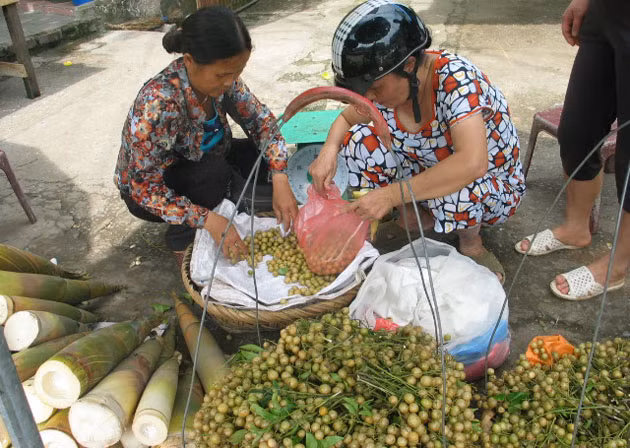  Quả mắc mật là loại quả ăn được mọc tự nhiên trong rừng. Loại quả này được mọi người biết đến như một đặc sản của xứ Lạng. (Nguồn Nhandan)