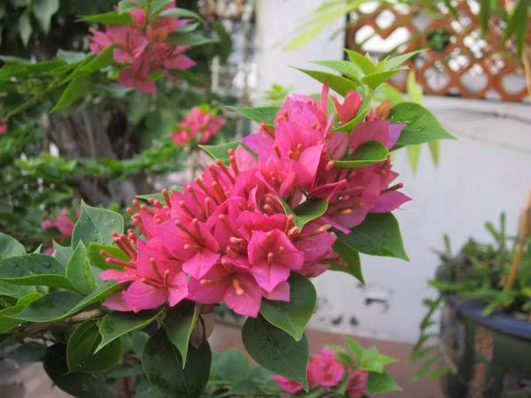 Điều đặc biệt của cây hoa giấy là nếu trồng ở những vùng đất tốt thì cây sẽ lâu ra hoa hơn. (Nguồn Hstatic)