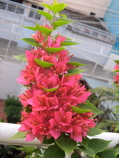 Trong phong thủy, cây hoa giấy có ý nghĩa xua đuổi, ngăn chặn tà khí, giúp mang lại may mắn cho chủ nhà. (Nguồn Blogspot)