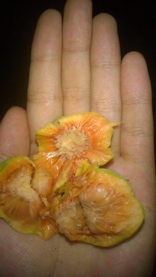 Cây chay là vị dược liệu đầu tiên trên thế giới được đánh giá là có tác dụng ức chế miễn dịch gây bệnh mà không ảnh hưởng đến các miễn dịch có lợi của cơ thể và lại không hề có độc tính. (Nguồn Amthuc365)