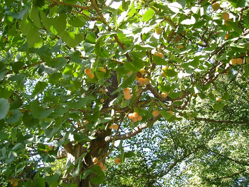 Điều đặc biệt của cây chay là hoa của nó rất nhỏ, thường bị lá che lấp không nhìn thấy. Khi quả ló ra thì đã không nhìn thấy hoa nữa. (Nguồn Caycanhhaiphong)