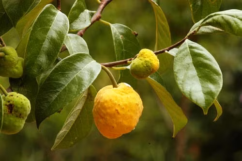 Thậm chí, lá cây chay càng hái càng mọc nhanh. Lá cây có thể thu hái quanh năm và chỉ cần phơi khô là có thể sử dụng được. (Nguồn Ydvn)