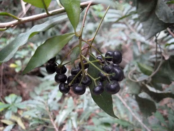 Cây cơm nguội có hoa màu hồng, quả màu đen. Cây thường mọc hoang trong rừng hoặc được trồng làm cây bóng mát trên các tuyến đường phố. (Ảnh Ydvn)