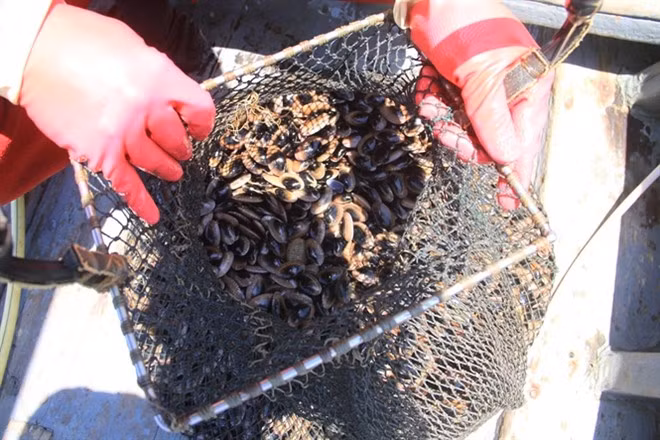 Con chíp chíp có vỏ giống hệt sò lụa vỏ láng nhưng có kích thước nhỏ hơn, trên vỏ chíp chíp có vân chìm hình chữ Y xếp chồng lên nhau. (Nguồn Thegioisao)