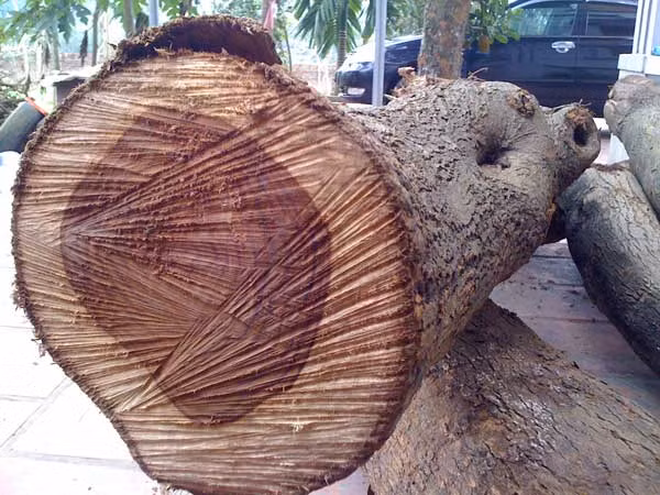 Cây sưa có thân dáng phân tán, vỏ thân cây màu vàng nâu hay xám, hoa màu trắng mùi thơm nhẹ, quả hình thận dẹp và khi chín thì không tự nứt. (Nguồn Khoahoc)