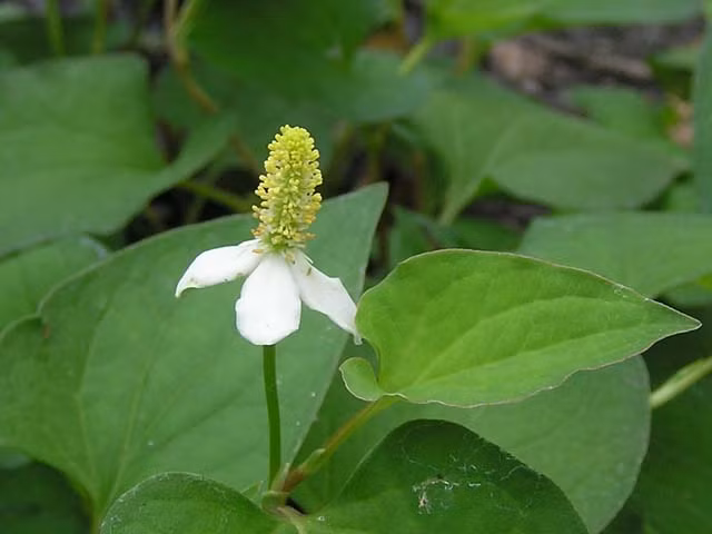 Rau diếp cá còn chứa nhiều vitamin và khoáng chất có lợi cho sức khỏe như protit, kali, vitamin C,... (Nguồn Cottuf)