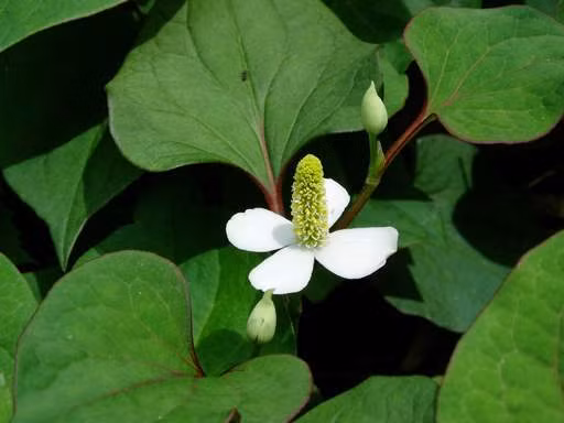 Trong dân gian, rau diếp cá nổi tiếng với nhiều công dụng với sức khỏe như chữa viêm phế quản, mụn nhọt sưng đỏ, viêm tai giữa, trĩ, sốt, táo bón ở trẻ em hay chữa kinh nguyệt không đều ở phụ nữ. (Nguồn Drhaile)