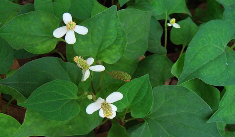 Kham pha it ai ngo ve cay rau diep ca