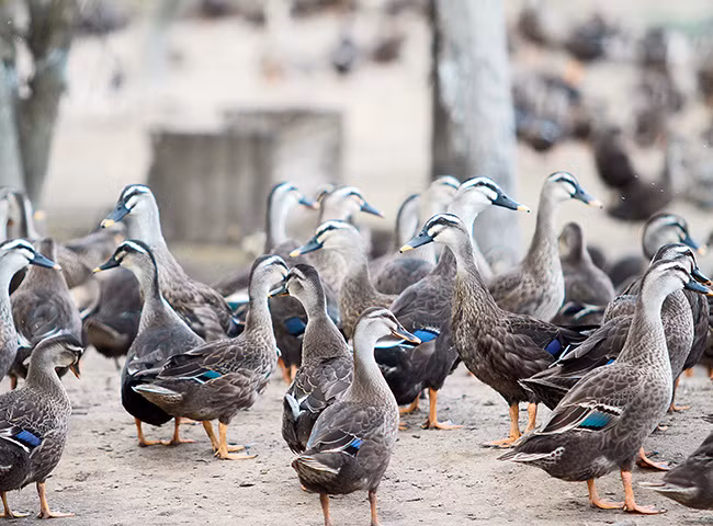 Từ vịt trời có thể chế biến thành rất nhiều món ăn hấp dẫn như vịt trời xào măng, vịt trời quay, cháo vịt, vịt trời nướng, gỏi vịt, vịt trời om sấu…(Nguồn Danviet)