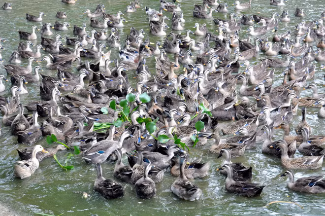 Vịt trời ngon là những còn vịt trưởng thành và béo, da cổ và da bụng dày, ức tròn, mọc đủ lông. (Nguồn Zing)