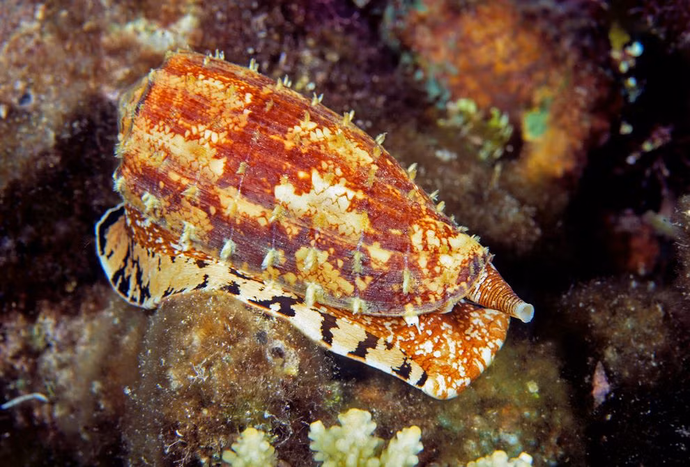 Ốc nón hoạt động về đêm còn ban ngày chúng nghỉ ngơi. Khi săn mồi, ốc nón ẩn náu thân dưới cát và chỉ giơ ống hút lên. Khi con mồi tới gần, chúng sẽ tóm chặt mục tiêu, tiêm chất độc vào cơ thể con mồi khiến con mồi tê liệt. (Nguồn Imgur)