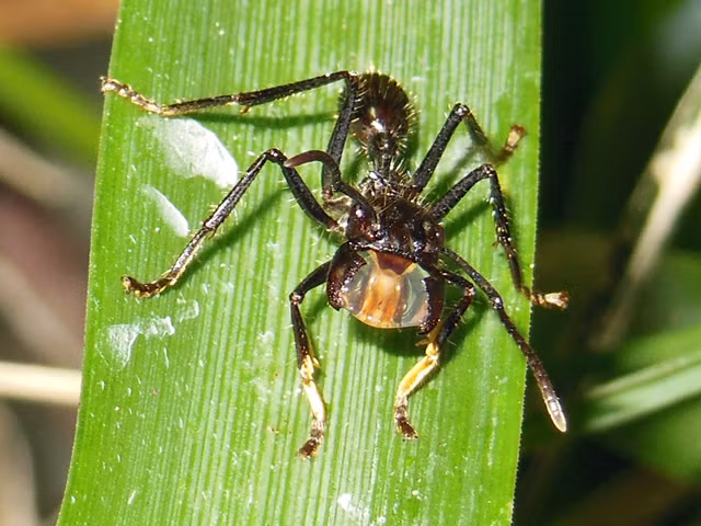Kiến đạn có kích thước tương đối lớn với hai màu đỏ hoặc đen. Chiều dài trung bình của nó từ 1,8cm - 3cm. Loài kiến này phân bố chủ yếu trong các khu rừng ẩm ướt ở Trung Mỹ và Nam Mỹ. (Nguồn Ants-kalytta)