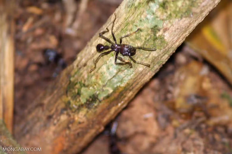 Kiến đạn nằm trong danh sách những loài vật cắn/đốt đau nhất bên cạnh sứa hộp, rắn chuông, cá đuối điện, bọ cạp, rắn hổ mang bành, ong bắp cày hay nhện đen góa phụ. (Nguồn Mongabay)