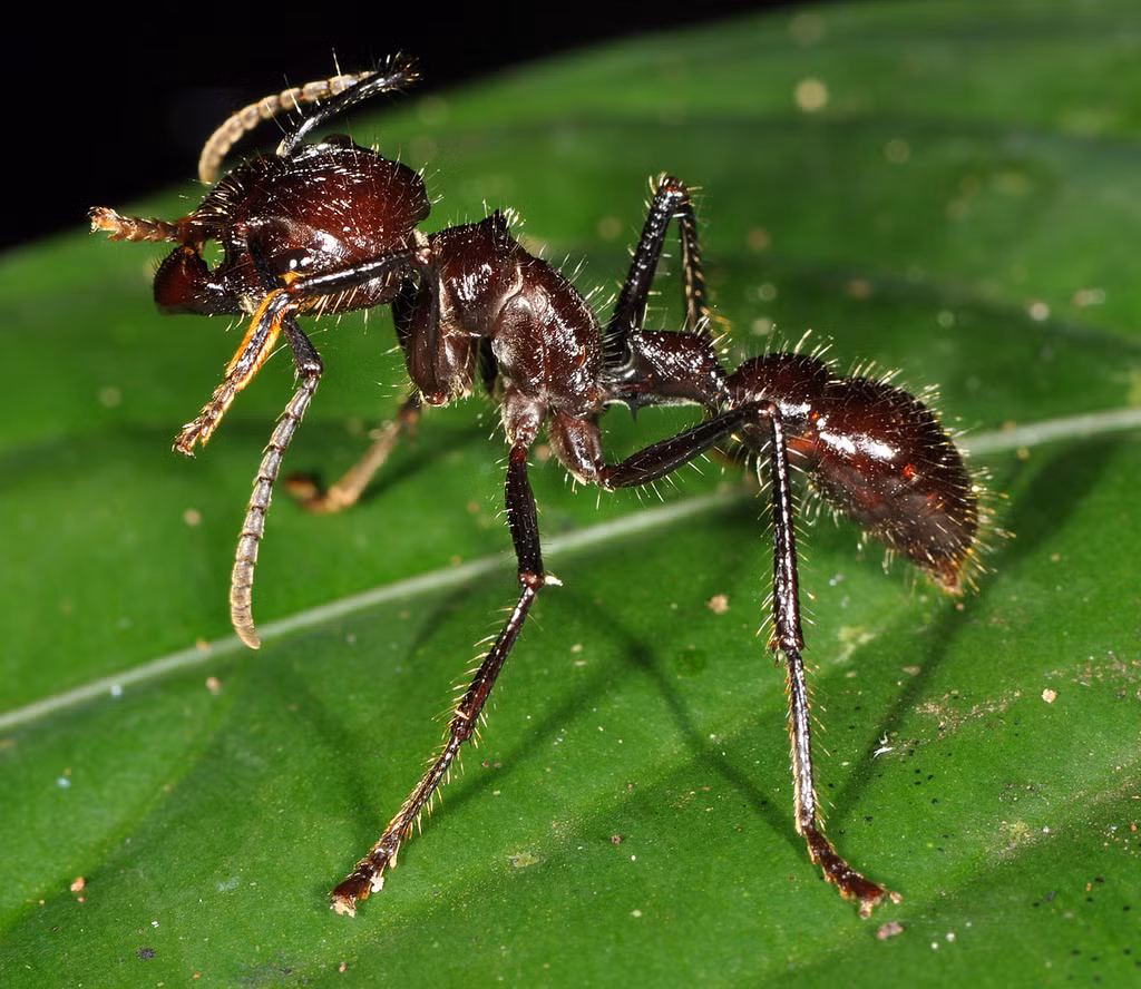 Người dân của bộ tộc Satere-Mawe của Brazil sử dụng kiến đạn trong nghi lễ đánh dấu sự trưởng thành của các chàng trai trong bộ tộc. Cụ thể, các chàng trai phải cho tay vào các bao tay làm bằng lá chứa đầy kiến đạn trong vòng 10 phút. (Nguồn Flickr)