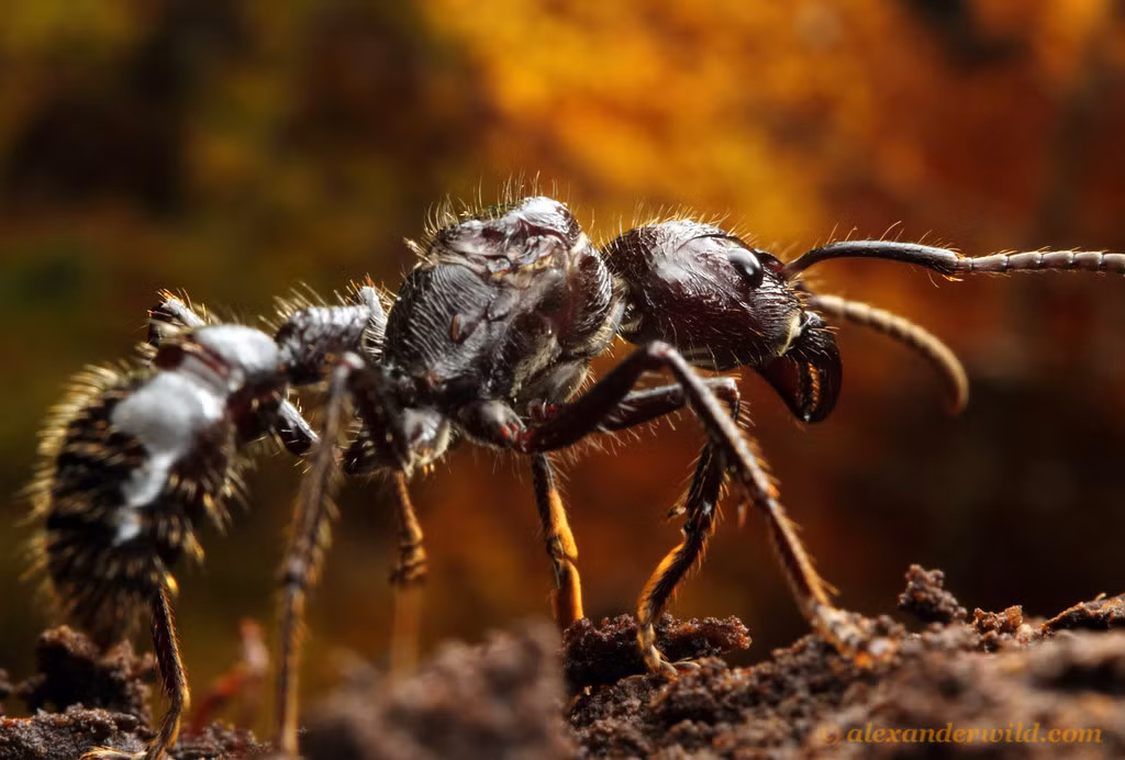 Vết cắn của kiến đạn sẽ đi cùng với một loại nọc độc. Nọc độc này gây tác động đến hệ thần kinh, vì thế chỉ cần vài vết cắn, nạn nhân có thể "bất tỉnh nhân sự". Mặc dù vậy, nọc độc kiến đạn không phải là chất độc chết người. (Nguồn Smugmug) 