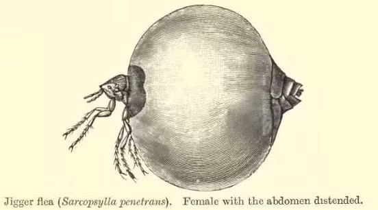  Bọ Jigger là tên khác của bọ chét Chigoe sống chủ yếu ở vùng cận sa mạc Sahara. Đây là một loài côn trùng hút máu thường sinh sản ở những nơi bẩn và bụi bặm.