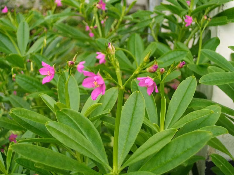  Cây sâm đất là dạng cây thân thảo, còn có tên gọi khác là thổ sâm hay địa sâm. Loại cây này mọc hoang ở khắp nước ta, đặc biệt là ở các tỉnh miền núi. (Nguồn Tacdungcuacay)