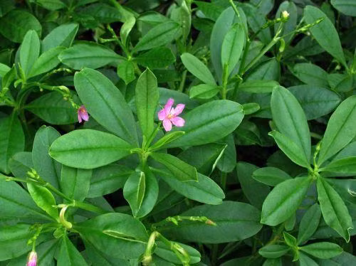 Cây sâm đất có thân phân nhánh, hoa nhỏ màu hồng, quả rất nhỏ và khi chín có màu đen nhánh. (Nguồn Giadinh)