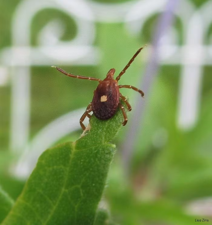 Bọ ngôi sao cô đơn chỉ dài từ 6mm - 12mm, màu sắc đa dạng từ nâu vàng đến nâu đỏ, trên lưng có dấu hiệu đặc trưng tương tự hình ngôi sao.