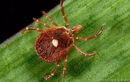 Chùng thường được nhìn thấy trong những khu rừng nhiều bụi rậm, hoặc dọc các con sông, con suối, nơi cư trú của nhiều loài động vật. Loài bọ này tuy nhỏ bé nhưng lại cực kỳ nguy hiểm. 