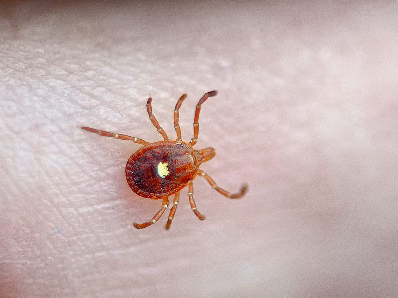 Nếu lỡ ăn thịt, nạn nhân sẽ có triệu chứng như đang bốc cháy, nóng dữ dội và khó thở. Nghiêm trọng hơn là bị phát ban, cơ thể sưng tấy, sốc phản vệ dẫn đến nôn mửa, tiêu chảy cũng như tụt huyết áp.