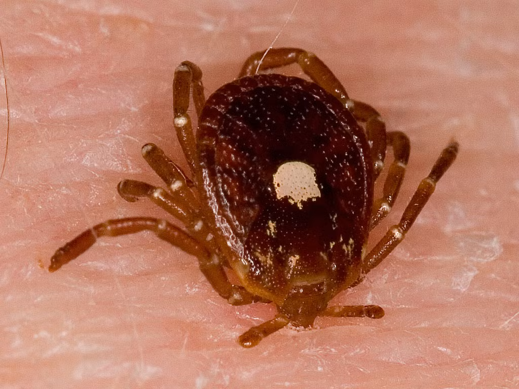 Chỉ với một vết cắn, bọ ngôi sao cô đơn có thể khiến nạn nhân trở thành kẻ gần như “ăn chay” cả đời. Lý do là vì cơ thể loài bọ này có chứa chất alpha-gal. Chất này không có trong cơ thể người mà có trong các loại thịt đỏ và một số sản phẩm từ sữa khác. 