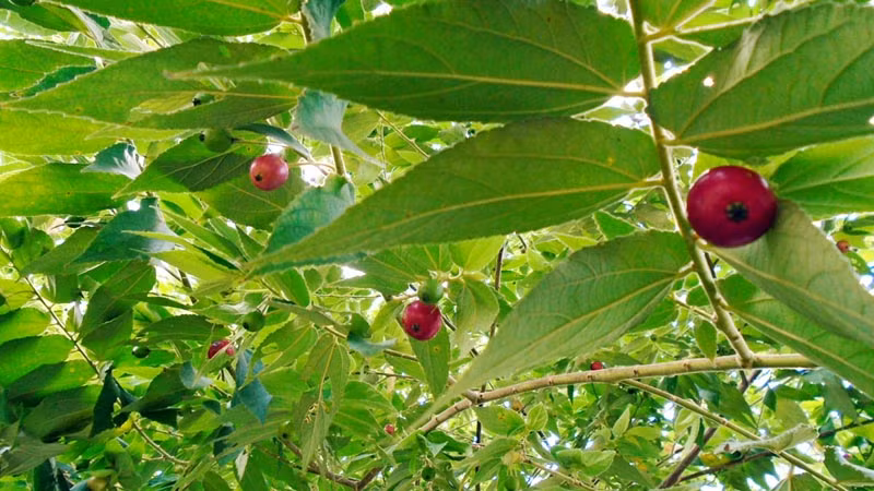 Cây trứng cá có thể phát triển tốt trên đất nghèo dinh dưỡng, có khả năng chịu được các điều kiện chua mặn và khô hạn. Tuy nhiên, loài cây này có thể bị coi là loài xâm hại nguy hiểm do nó có thể cạnh tranh với các loài cây bản địa. (Nguồn Thelonerider)