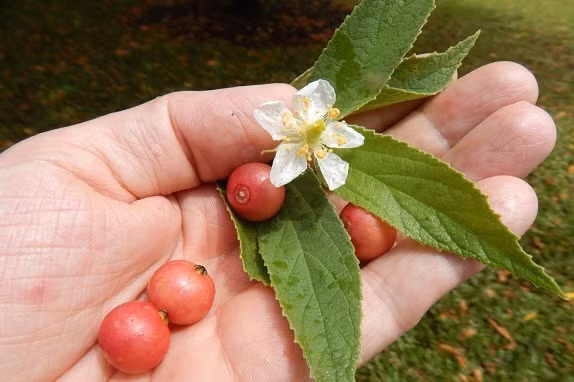 Cây trứng cá được du nhập vào trồng ở Việt Nam từ rất lâu đời. Cây thường được trồng để lấy bóng mát. Ngoài ra, nhiều gia đình còn xem quả trứng cá là một nguồn thực phẩm tốt. (Nguồn Benhditruyen)