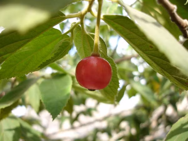  Cây trứng cá có nguồn gốc ở miền nam Mexico, Caribe, Trung Mỹ và miền tây Nam Mỹ về phía nam của Peru và Bolivia. Loài cây này phát triển nhanh, lại chịu được nhiều điều kiện sống khắc nghiệt như đất khô cằn, nghèo dinh dưỡng. (Nguồn Doanhnghiepvn)