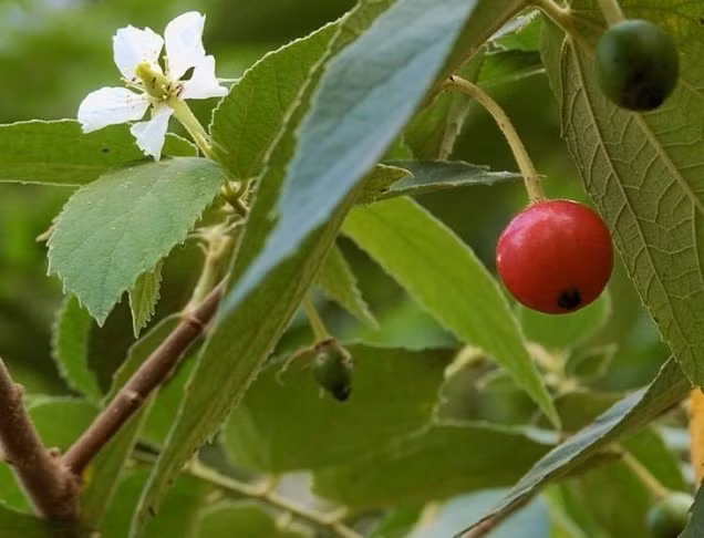 Trước đây dư luận từng dấy lên tin đồn quả trứng cá có chứa độc, ăn vào có thể bị ung thư. Tuy nhiên, đây hoàn toàn là thông tin không đúng và sự thật mà trái lại quả trứng cá còn có nhiều công dụng chữa bệnh rất tốt. (Nguồn Datviet)