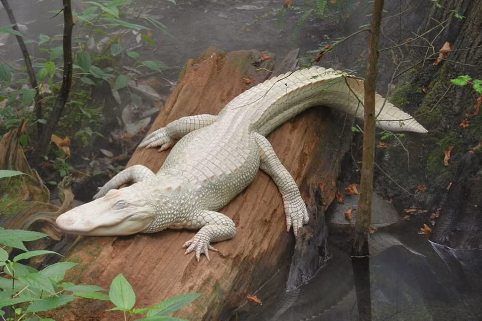 Cá sấu bạch tạng cực kỳ khan hiếm do việc duy trì loài động vật này rất khó khăn. Theo thống kê, năm 2009, trong số hơn 5 triệu con cá sấu Nam Mỹ thì chỉ có 12 cá thể là cá sấu bạch tạng. (Nguồn Tiin)