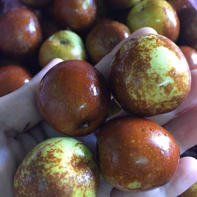 Táo tàu tươi là loại quả thường có trong vị thuốc bắc, chứa khá nhiều chất dinh dưỡng như chất béo, hydrat, kali, sắt, vitamin C…(Ảnh Lozi)