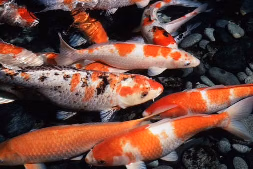 Cá Koi có thể dài tới hơn 1m và tuổi thọ từ 60-100 năm tuổi. Cá trưởng thành có chiều dài khoảng 60-90 cm và có thể lớn thêm từ 5-10 cm mỗi năm. (Nguồn Aquazone)