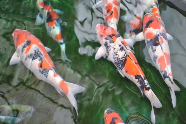 Ở xứ sở hoa anh đào, cá chép Koi còn là biểu tượng của đức tính kiên nhẫn, thân thiện của người dân xứ này. Các hình xăm trên cá cũng được người Nhật coi là điềm may mắn. (Nguồn Yan)