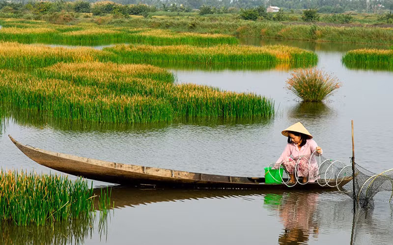 Cây cỏ năn bộp được thu hái và sử dụng như một loại rau ăn hàng ngày. Cả đọt, chồi non và củ năn của cây cỏ năn bộp đều ăn được, trong đó phổ thông nhất là đọt năn. (Nguồn Vanhoamientay) 