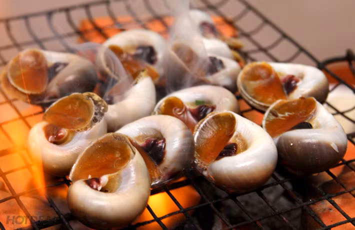 Thức ăn của ốc mỡ gồm các loài động vật hai mảnh và động vật chân bụng khác. (Ảnh Quanocminhhuong) 