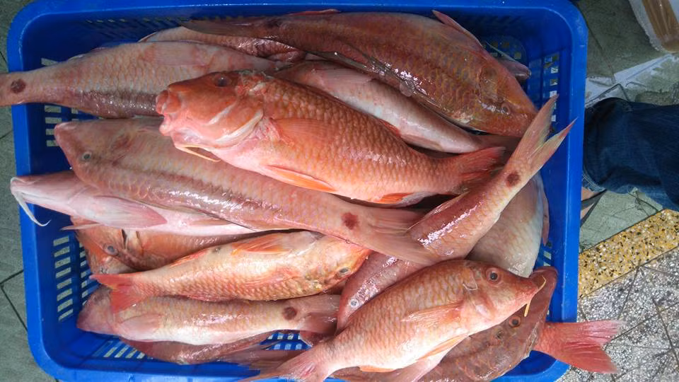 Cá phèn hoạt động suốt ngày đêm. Ban ngày, cá phèn tạo thành những bầy lớn. Ban đêm, chúng phân tán để kiếm ăn. (Ảnh Thucphamsfood)