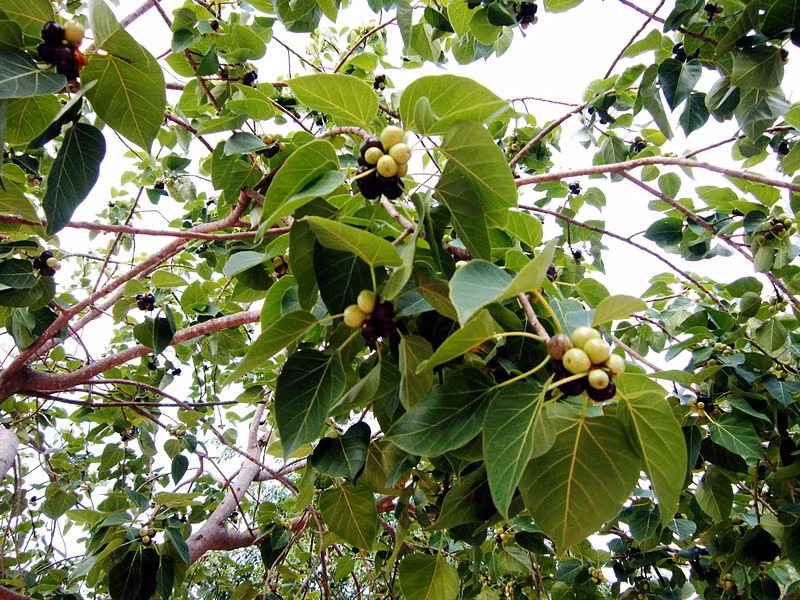 Ở nước ta, bồ đề được trồng nhiều ở các vùng núi phía Tây Bắc như Yên Bái, Tuyên Quang, Phú Thọ, Cao Bằng, Hà Giang, Lai Châu…Bồ đề cũng thường thấy ở các đình chùa, miếu, đền,... (Nguồn Caybongmat)