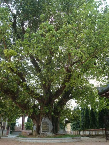 Ngoài ý nghĩa thiêng liêng trong Đạo Phật, bồ đề còn có nhiều tác dụng khác mà nhiều người chưa biết đến. Đặc biệt, nhựa của cây màu trắng đục, có mùi thơm, thường được sử dụng để làm nước hoa. (Nguồn Giacngo)