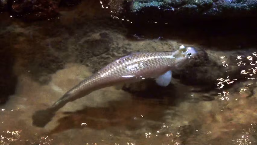 Cá bốn mắt có tinh thần cảnh giác cao độ. Nếu phát hiện ra sự xuất hiện của con người ở trên bờ cách nó chừng 200m là nó đã phát hiện ra và lập tức chạy trốn ngay. (Nguồn Picdn)