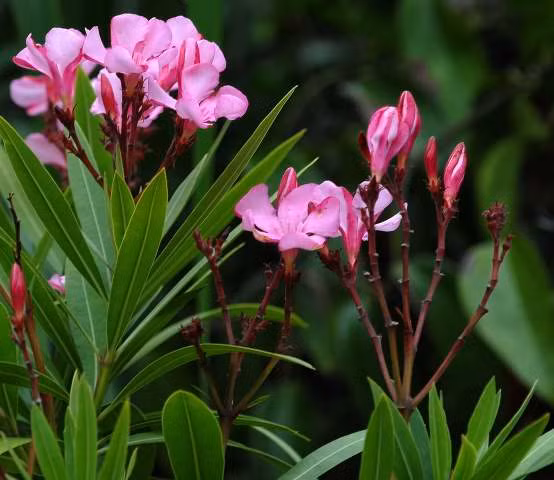 Người ta cho rằng chỉ với mộtchiếc lá trúc đào cũng có thể gây tử vong ở trẻ em khi ăn phải. Đối với người lớn, ăn 10 - 20 chiếc lá trúc đào cũng có thể gây nguy hiểm tới tính mạng. Tất cả các loài động vật cũng bị phản ứng có hại hoặc tử vong từ loài cây đẹp nhưng nguy hiểm này.