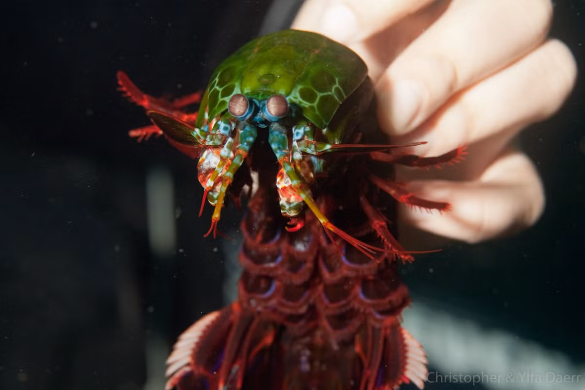 Đặc biệt, khi bắt mồi, tôm bọ ngựa vung càng tốc độ cực nhanh, lên tới 23 m/giây. (Ảnh Daerr)