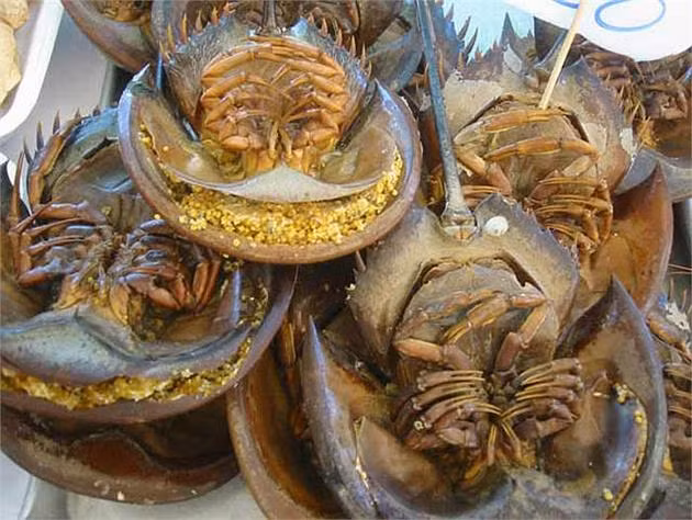 Hiện nay sam biển vẫn chưa nuôi trồng được mà chỉ sống trong tự nhiên. Khi đánh bắt lên bờ, sam biển cũng chỉ sống được không quá ba ngày. (Nguồn Yimg)