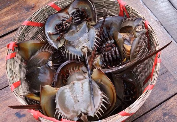 Con sam có rất nhiều công dụng trong y học, nó được dùng trong một số bài thuốc chữa bệnh suyễn, mụn nhọt, chữa bỏng, chữa ho, chữa rong huyết khi có thai. (Nguồn Tourhalong1ngay)