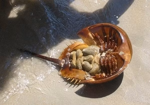 Sam biển là loài vật có có 6 đôi chân và 4 mắt, trong đó có hai mắt lồi ra ở bên thân thể và hai mắt còn lại ở trên đầu nằm sát vào nhau. (Nguồn Chuyenhaisantuoisong)