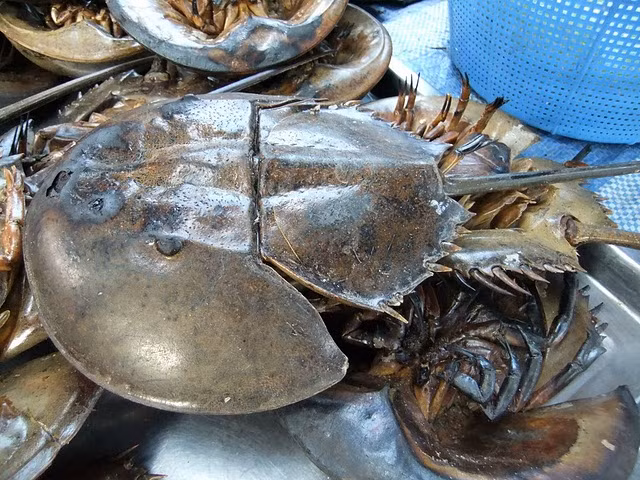 Mỗi cặp sam đẻ nhiều trứng từ tháng 4 đến tháng 7, tháng 8 và sau khi đẻ trứng, con sam cái sẽ bò đi nơi khác. (Nguồn Vietfuntravel)