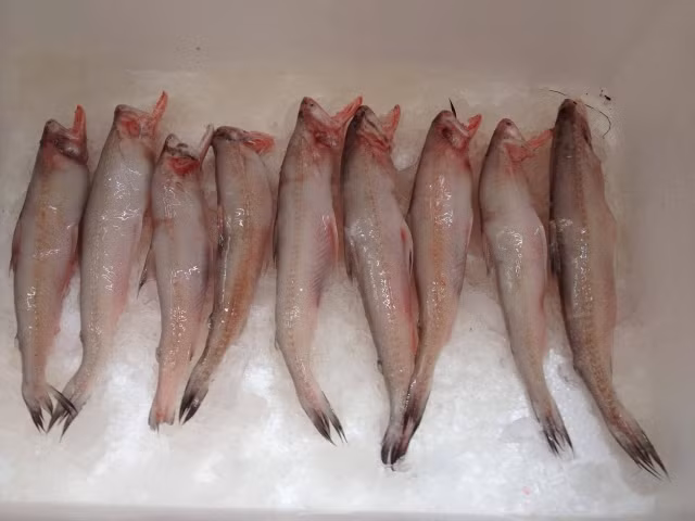 Cá khoai là đặc sản của Quảng Bình. Đây cũng là món ăn nằm trong 100 món ăn ngon, ẩm thực đặc sản tiêu biểu của Việt Nam. (Nguồn Vatgia)