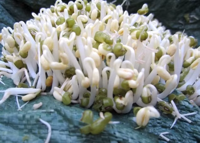 Tuy nhiên, không nên xào giá đỗ với gan lợn vì chất đồng trong gan sẽ khiến vitamin C trong giá bị ôxy hóa, gây mất chất bổ.