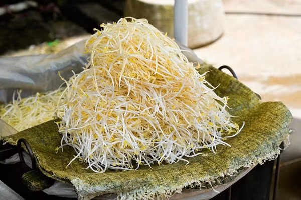 Ngoài ra, cần rửa kỹ giá đỗ trước khi ăn và không nên ăn quá 550g giá sống mỗi ngày.