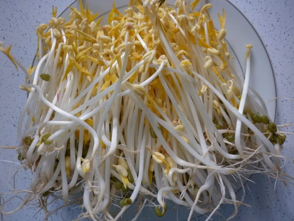 Giá đỗ có khá nhiều công dụng tốt đối với sức khỏe của con người như tăng cường hormone cho nữ, giải độc, hỗ trợ điều trị rất nhiều bệnh nguy hiểm như bệnh lý tim mạch, cao huyết áp, cholesterol máu, ung thư, thoái hóa khớp, parkinson, alzheimer...